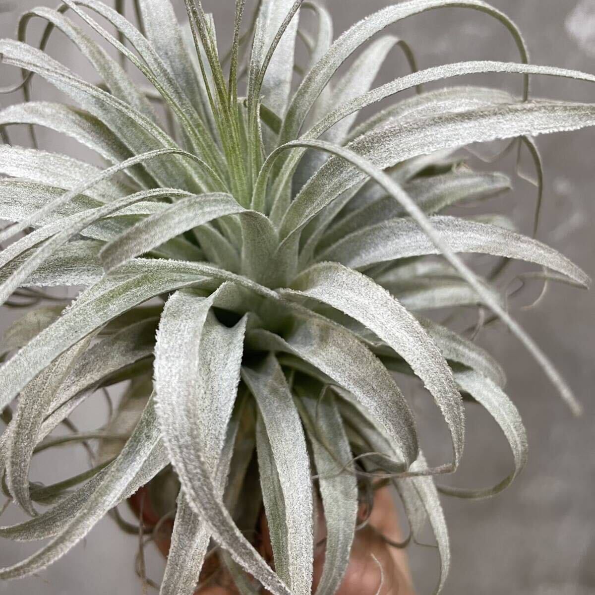 ［Pof］Tillandsia chapeuensis var. turriformis チランジア・チャペウエンシス・チュリフォルミスの画像5