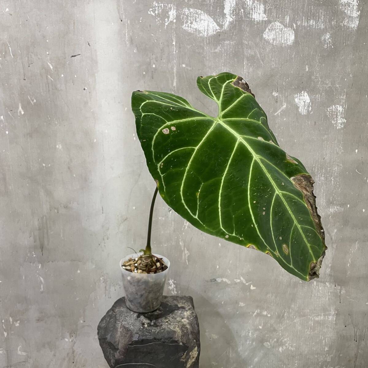 [Pof]Anthurium regale Anne abrasion um*re galet ①