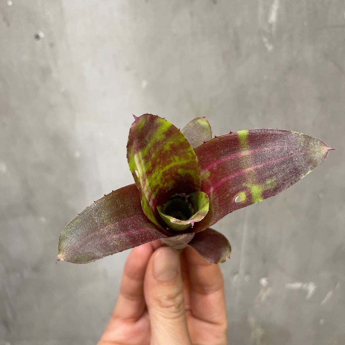 ［Pof］Neoregelia marmorata hyb. ネオレゲリア・マルモラータ・ハイブリッド_画像1