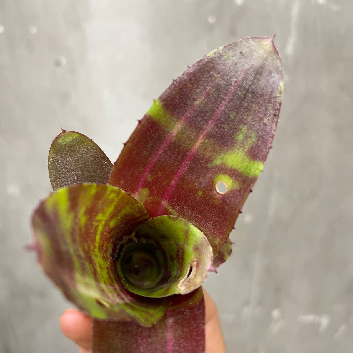 ［Pof］Neoregelia marmorata hyb. ネオレゲリア・マルモラータ・ハイブリッド_画像4