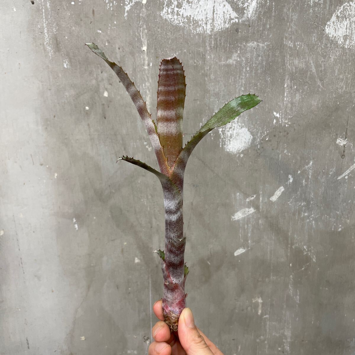 ［Pof］ Billbergia Vittata ビルベルギア・ビッタータ②の画像1