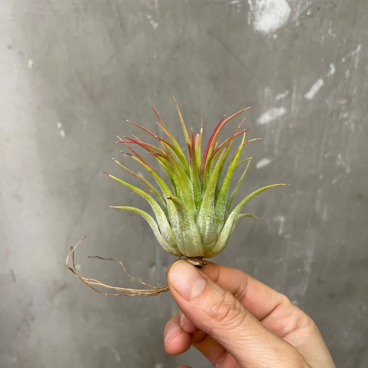 ［Pof］Tillandsia ionantha Ron Philippines form ティランジア・イオナンタ・ロン・フィリピネスフォーム②の画像1