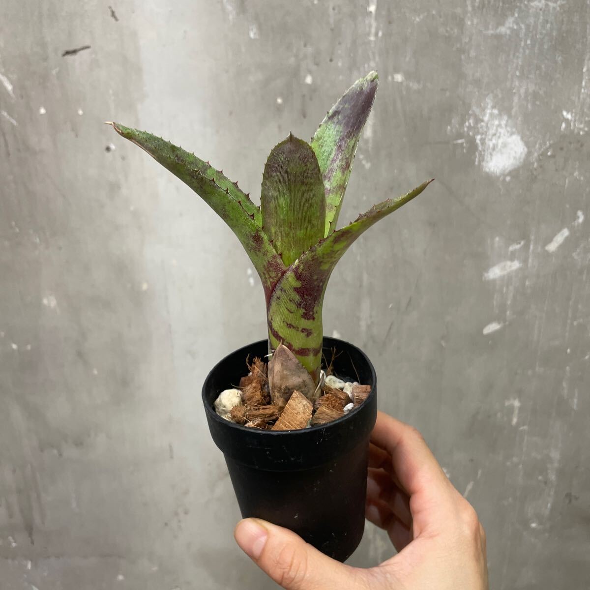 ［Pof］Neoregelia 'Raspberry Ripple' ネオレゲリア・ラズベリーリップルの画像1