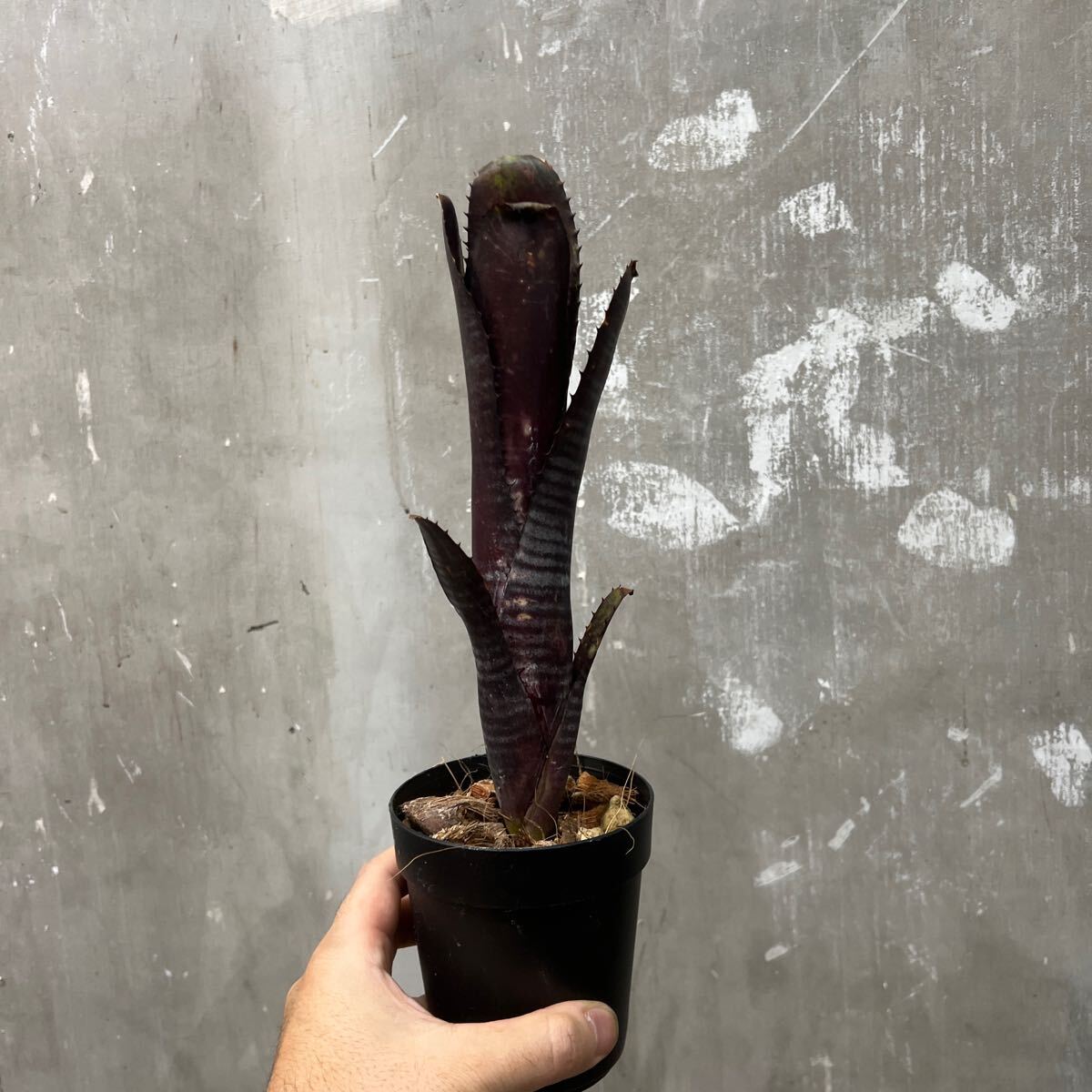 ［Pof］Billbergia Darth Vader ビルベルギア・ダースベイダーの画像1