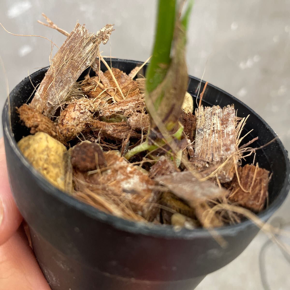 ［Pof］Anthurium rugulosum Crinitum アンスリューム・ルグローサム・クリニタム②_画像4