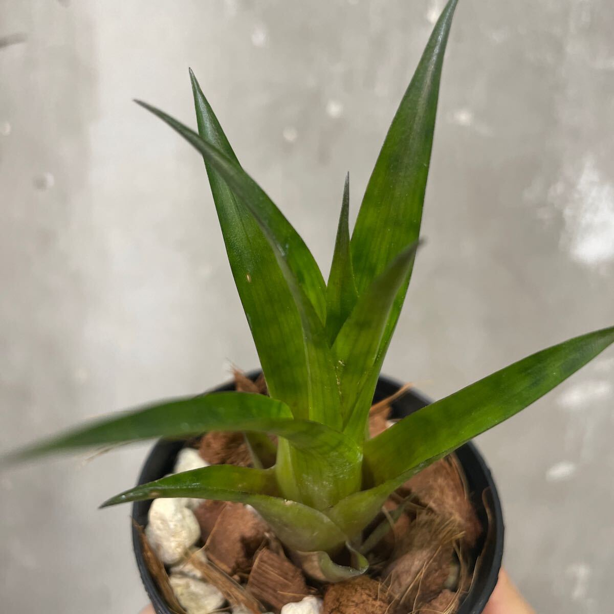 ［Pof］Vriesea hyb. lubbersii × gigantea フリーセア・ルベルシー×ギガンテア_画像5