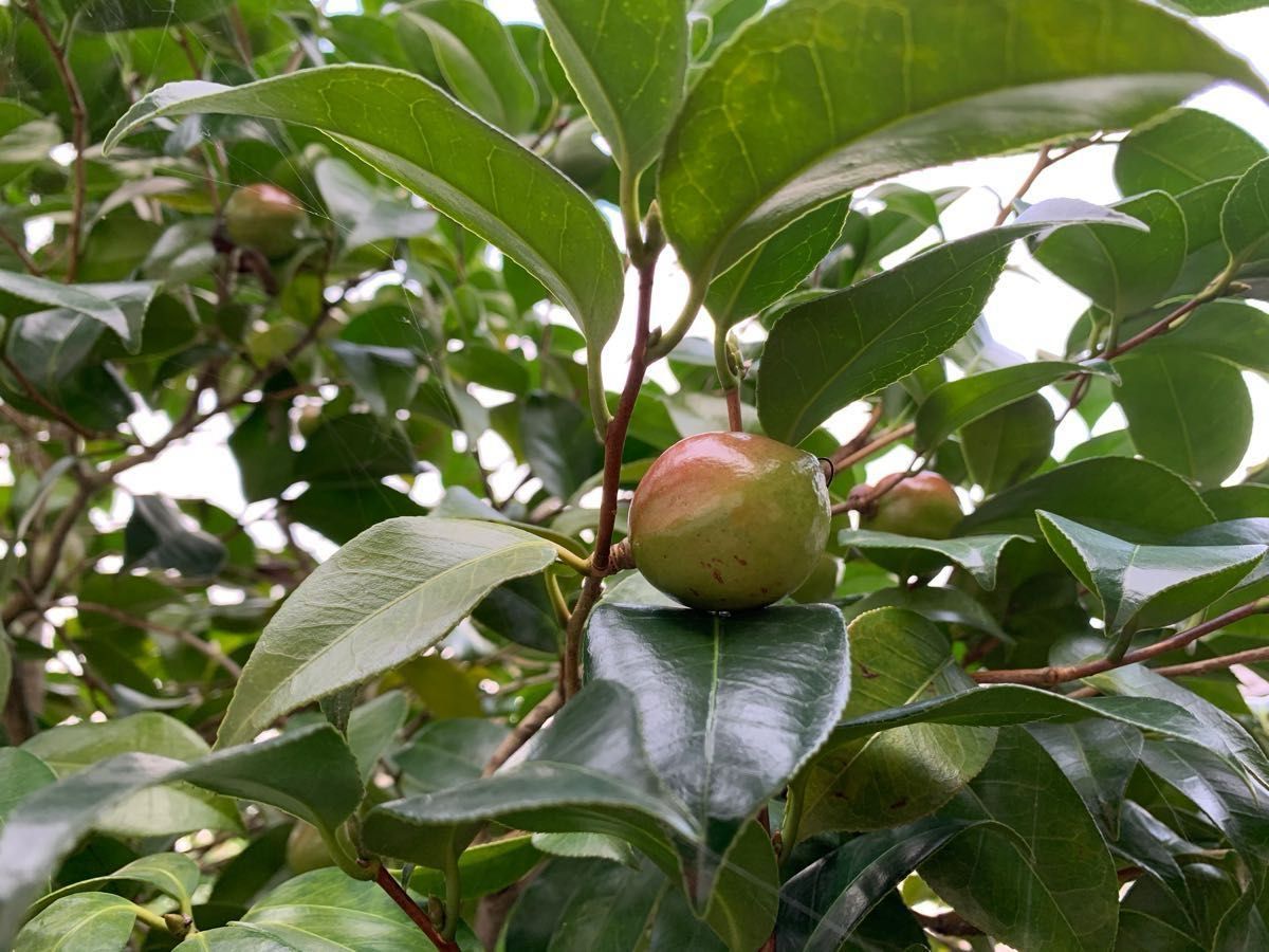 椿　つばき　さし穂　8本　■送料無料　庭木　植木　椿園　挿木　赤　