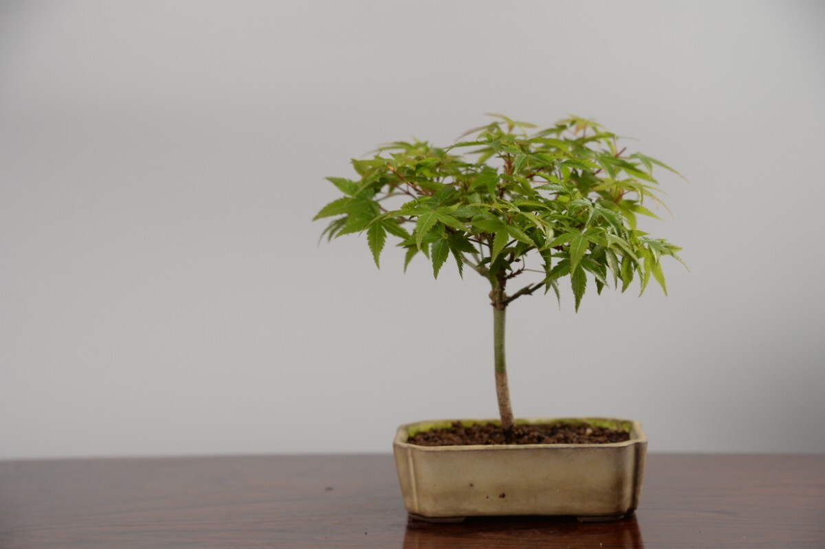 [ red pine .] bonsai *momiji*4