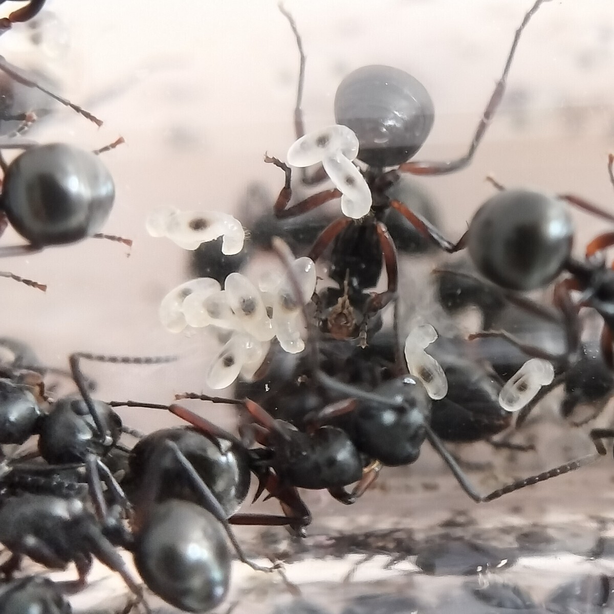 【とてもカッコイイ蟻】チクシトゲアリのコロニー　女王蟻1匹+ワーカー約60匹くらい＋幼虫_画像4