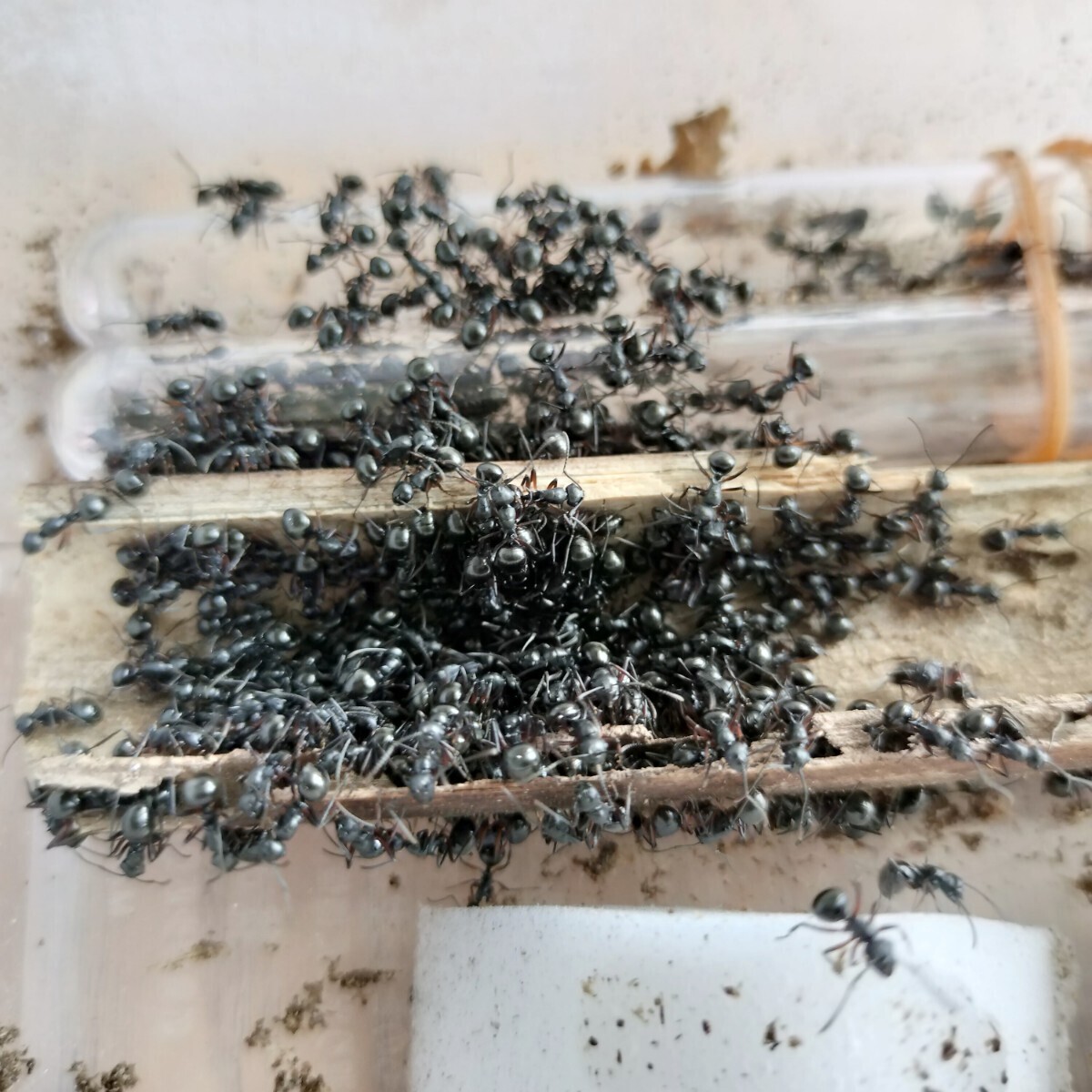 【とてもカッコイイ蟻】チクシトゲアリのコロニー　女王蟻1匹+ワーカー約60匹くらい＋幼虫_画像6