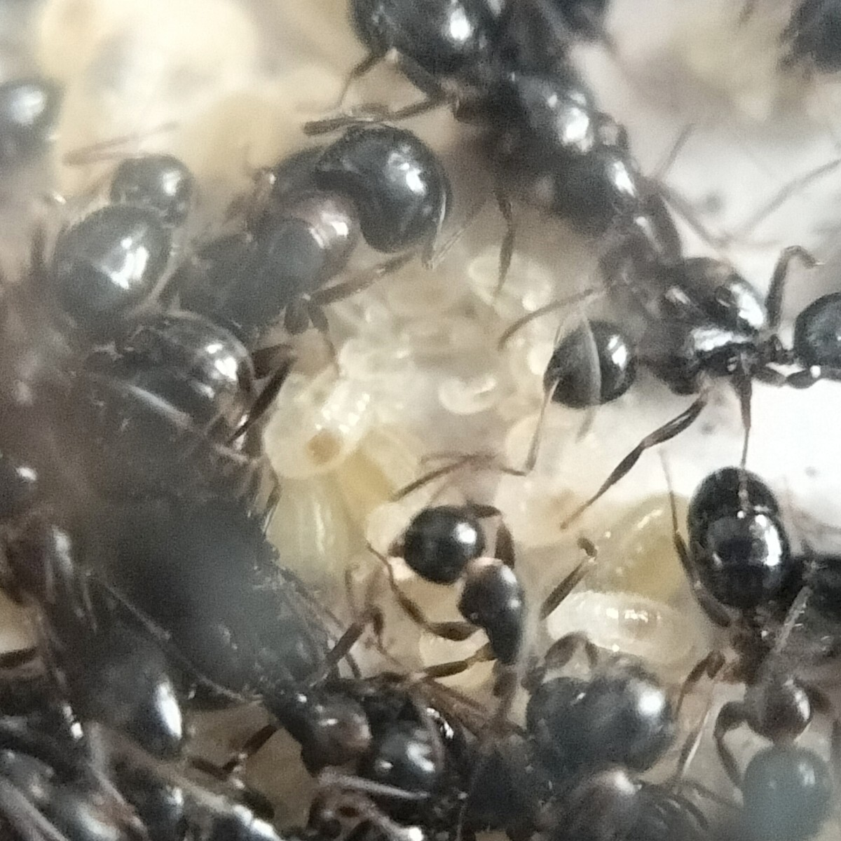 【希少】ナワヨツボシオオアリ 女王蟻1匹+ワーカー約40匹くらい+幼虫 ②の画像4