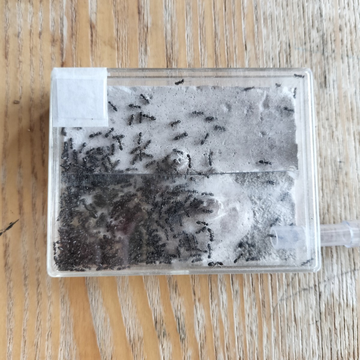 【希少】ナワヨツボシオオアリ 女王蟻1匹+ワーカー約40匹くらい+幼虫 ②の画像6