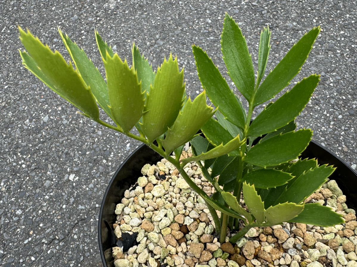 レア！75% ウッディ (F2 Hybrid) , エンセファラルトス / Encephalartos woodiiソテツ 蘇鉄の画像2