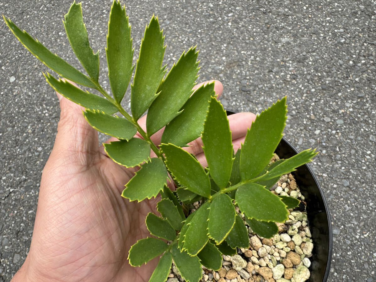 レア！75% ウッディ (F2 Hybrid) , エンセファラルトス / Encephalartos woodiiソテツ 蘇鉄の画像6