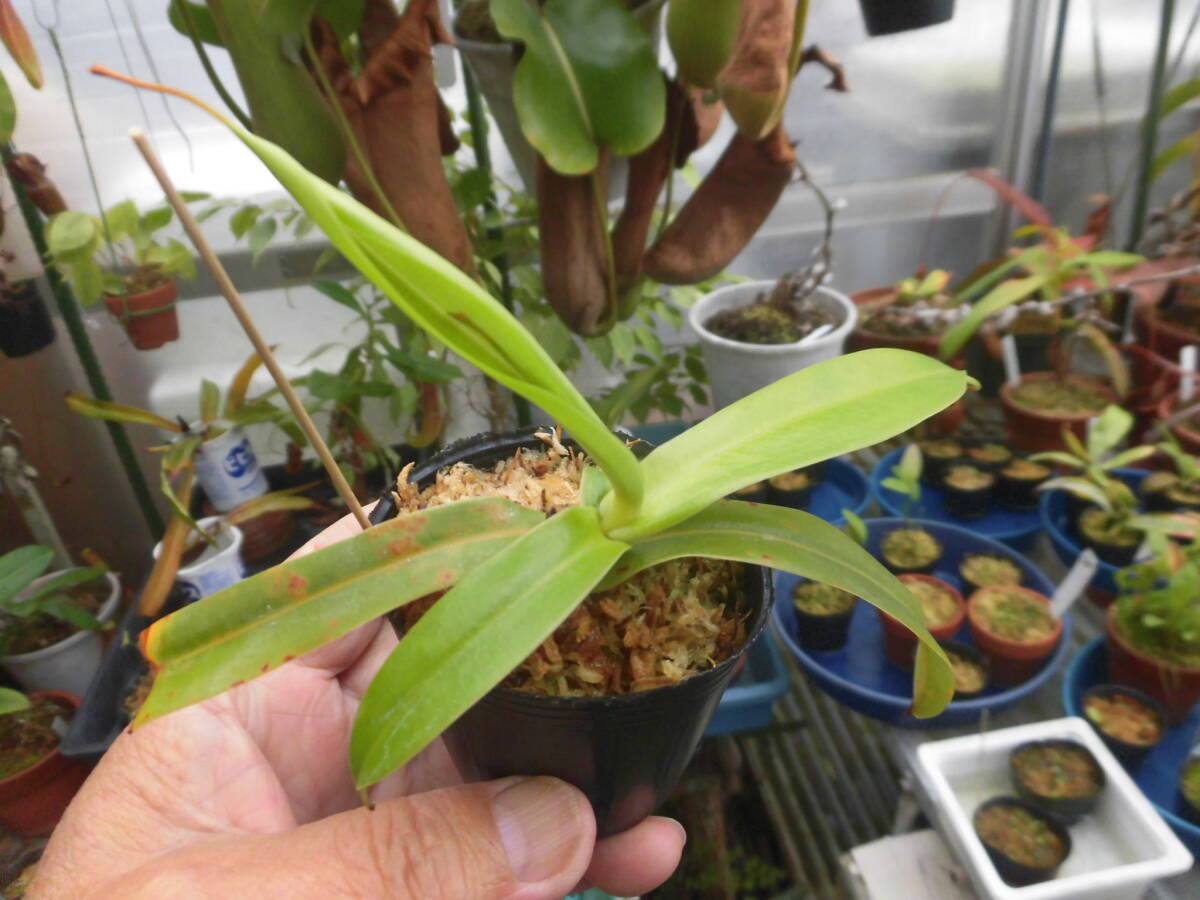 食虫植物 ネペンテス グロバンホラ　x ベントリコーサ _画像2