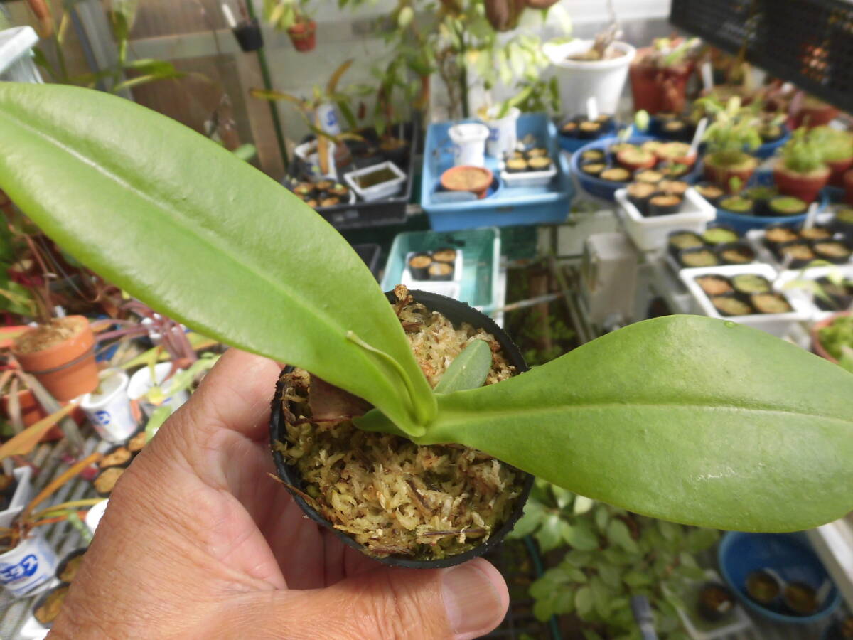 食虫植物 ネペンテス マスタシアナプルプレア_画像2