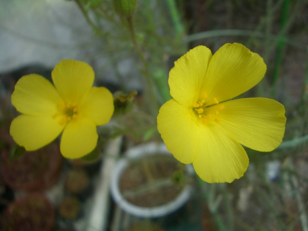 食虫植物　種子　5点セット _ドロソフイルム