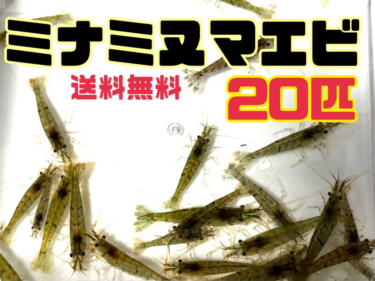 送料無料 ミナミヌマエビ20匹＋α死着保証分とアナカリス5本セット即決価格 離れ島不可 川エビ 淡水エビ エビ 餌 水草_画像1