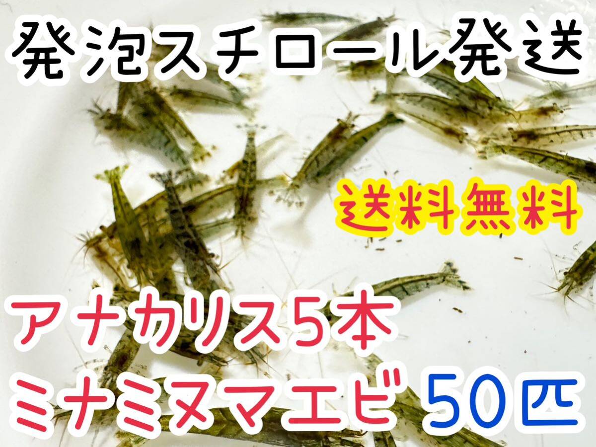 【送料無料】ミナミヌマエビ50匹＋死着保証分 即決価格 発泡スチロールに入れ保冷してお届け 苔取り 餌 メダカや肉食魚の餌 _画像1