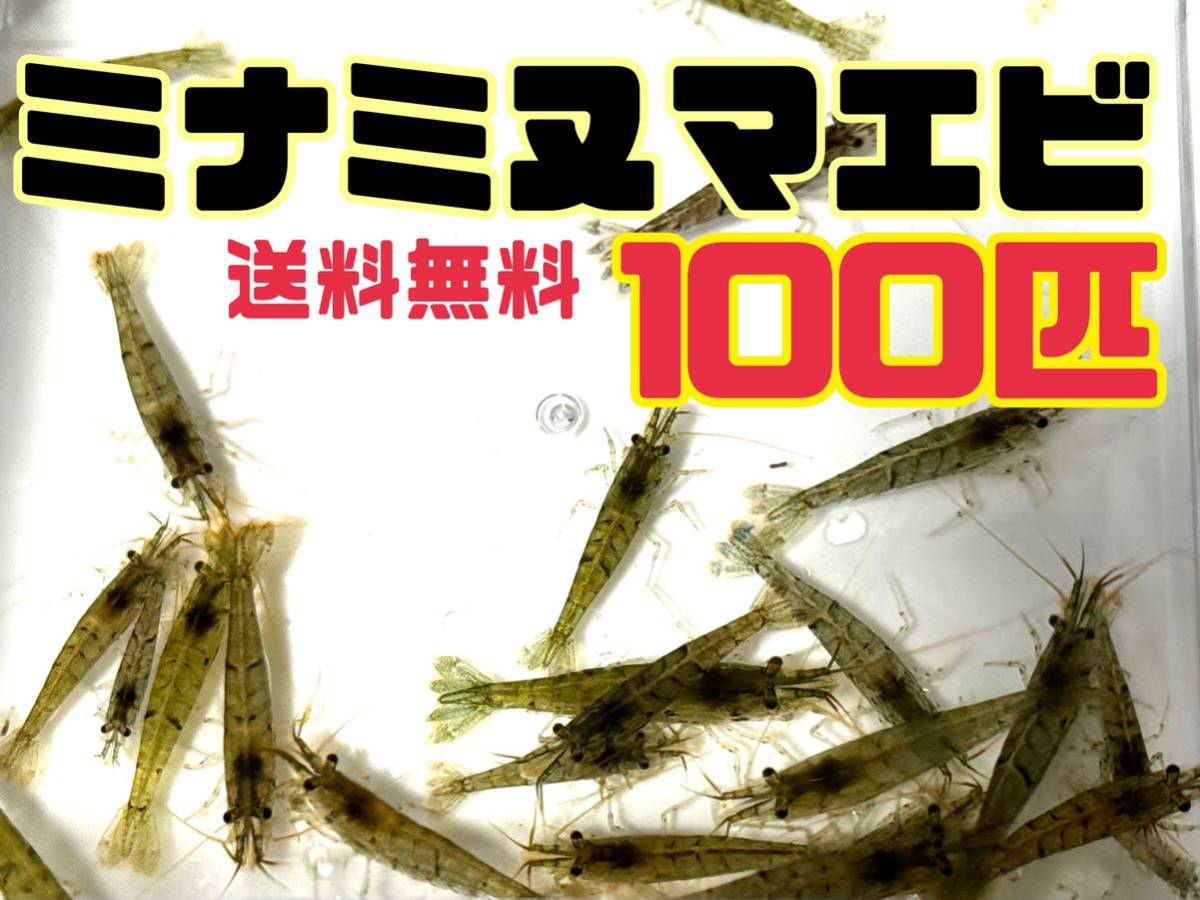 送料無料 ミナミヌマエビ100匹＋死着保証分とアナカリス5本 川エビ 淡水エビ 餌 コケ取り水草 餌の画像1