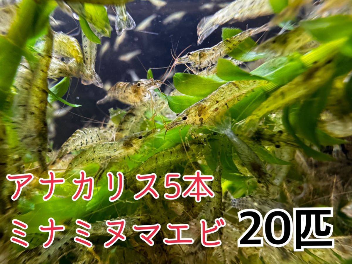 送料無料 アナカリス5本とミナミヌマエビ20匹セット即決価格 川エビ 淡水エビ 餌 水草 離れ島不可 コケ取りの画像1