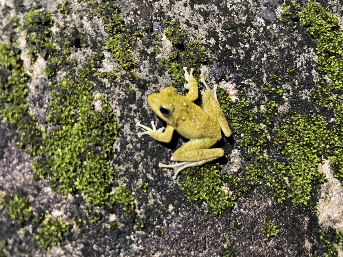 リュウキュウカジカガエル 10匹の画像1