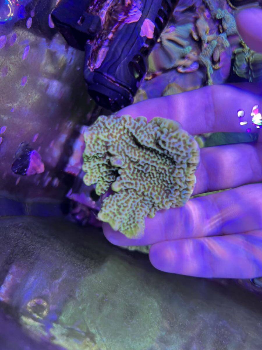  темно синий fsa common коралл SPS коралл зеленый isi* отгрузка день внимание 