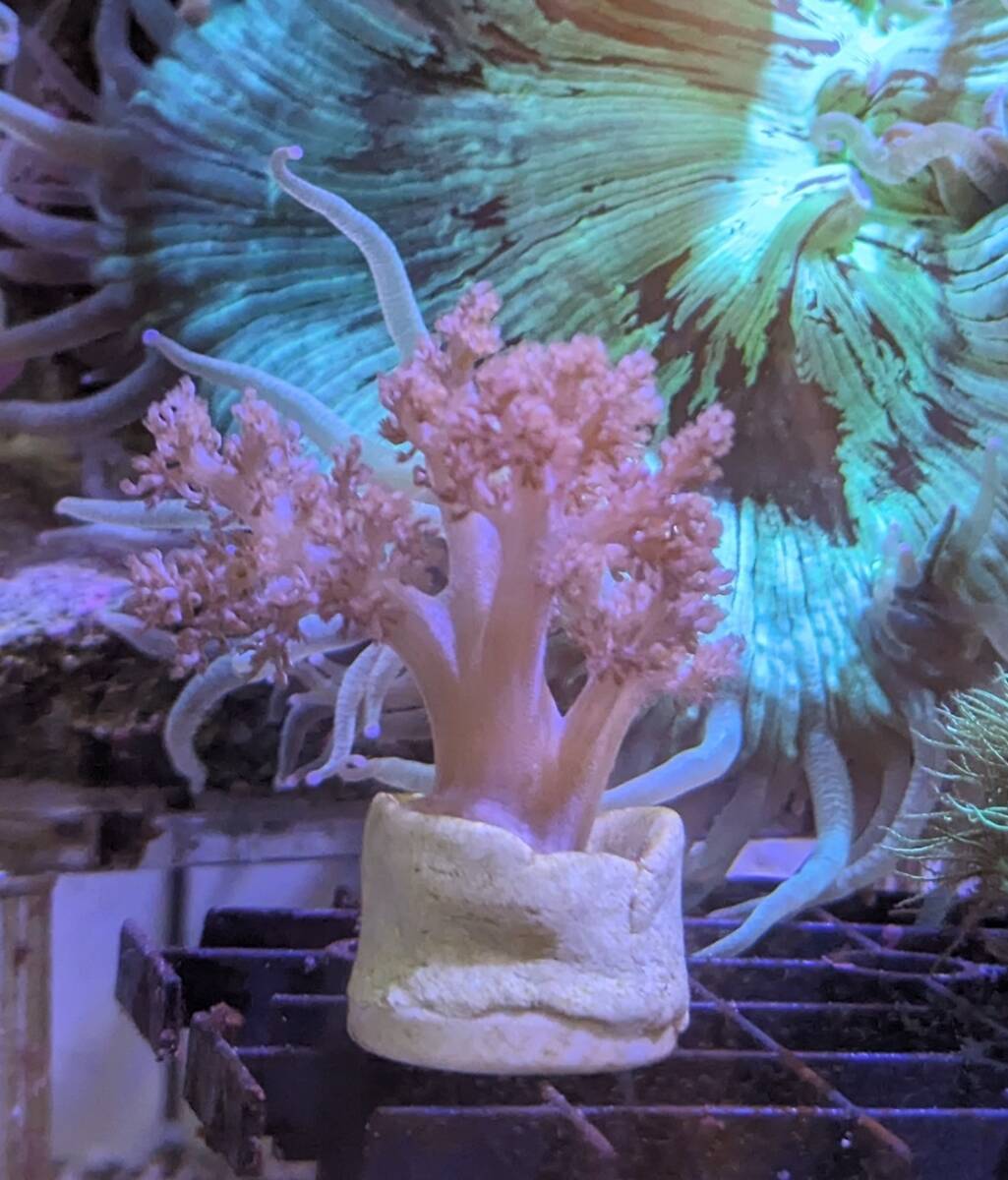 沖縄県産 チヂミトサカ 良形 薄パープル ピンク 福岡県から発送 サンゴ チジミトサカ トサカ系の画像3