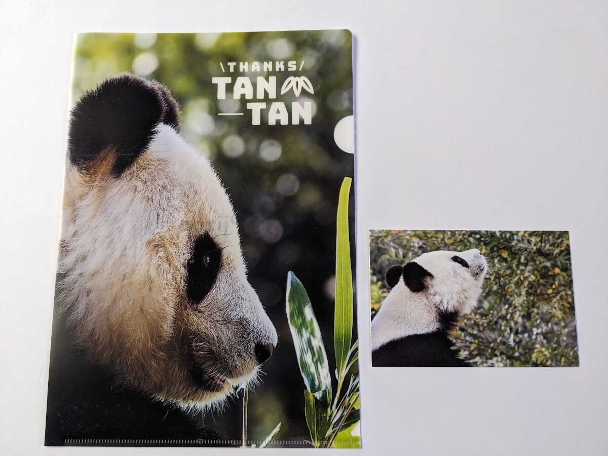 タンタン 王子動物園 クリアファイル 雑誌切り抜き パンダ aの画像1