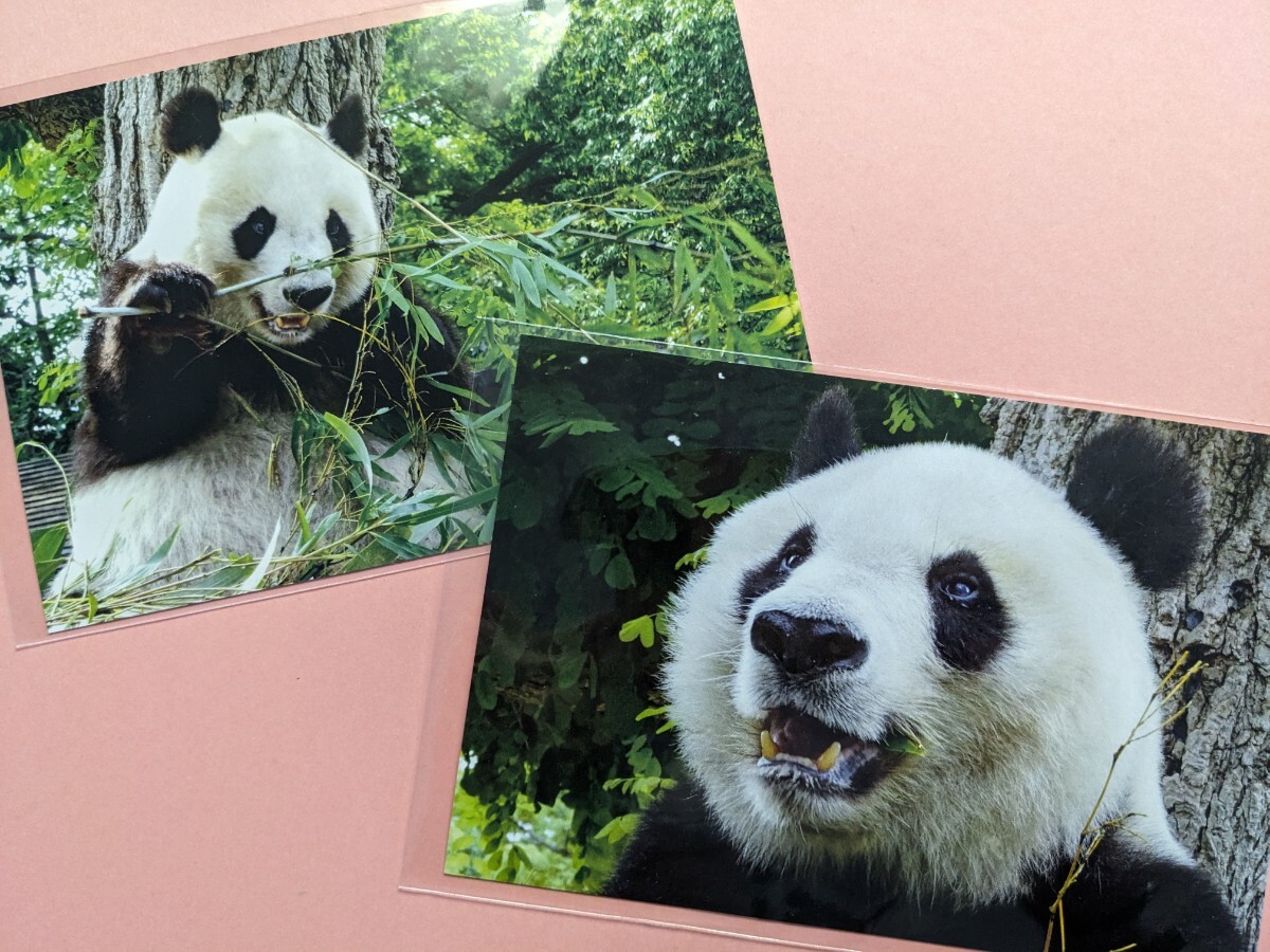 タンタン ポストカード ２枚  王子動物園 パンダの画像1