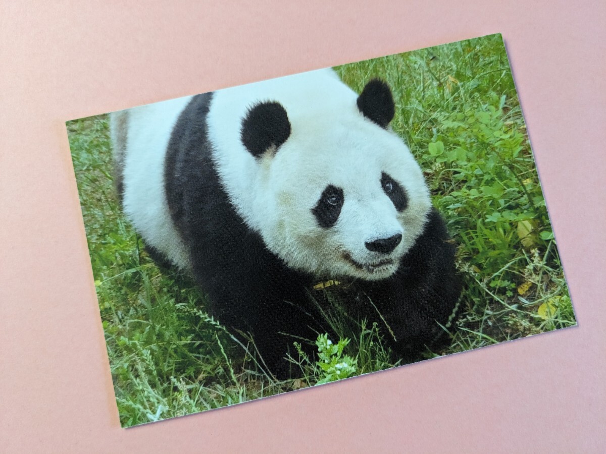タンタン 28歳誕生日 アクリルスタンド 王子動物園 パンダ 切り抜きの画像4
