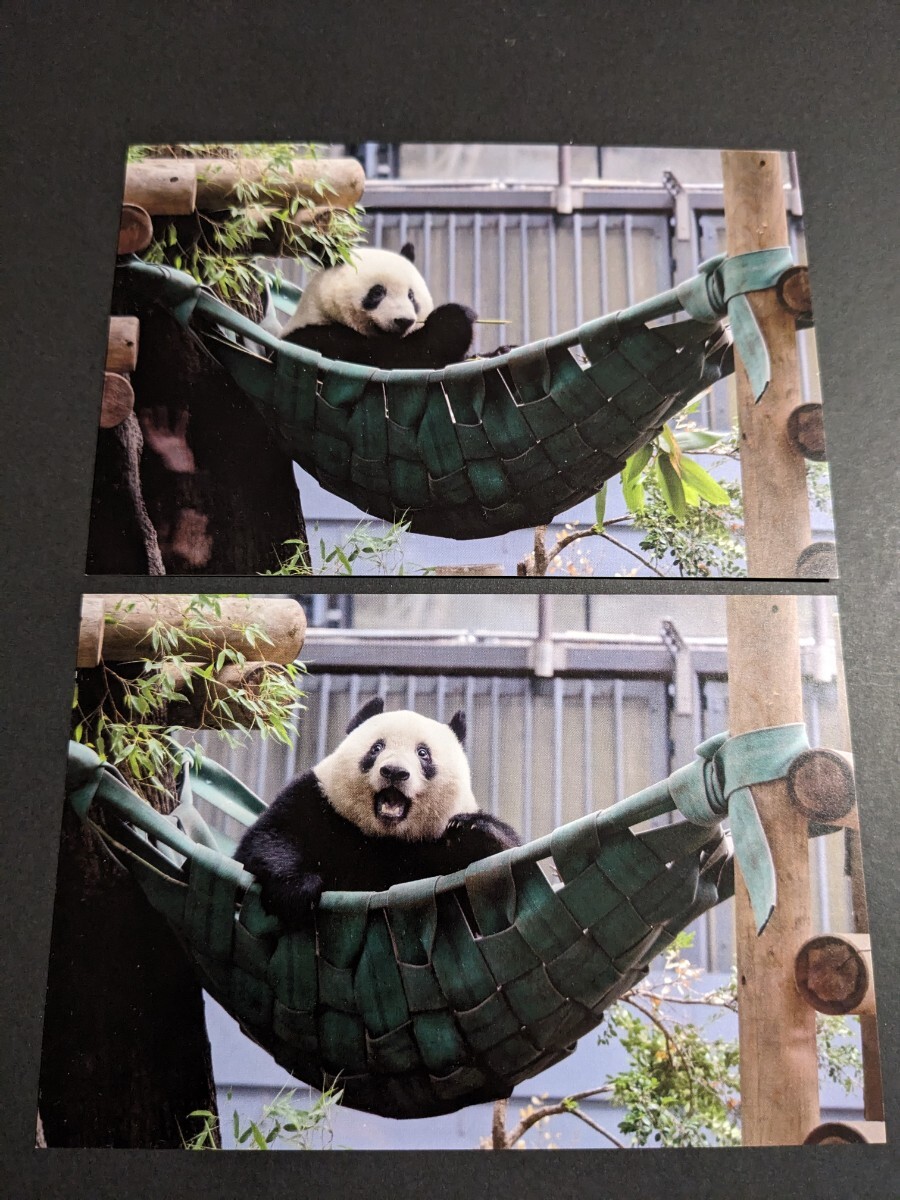 シャンシャン　ハンモック　ポストカード　２枚　上野動物園　切り抜き_画像2