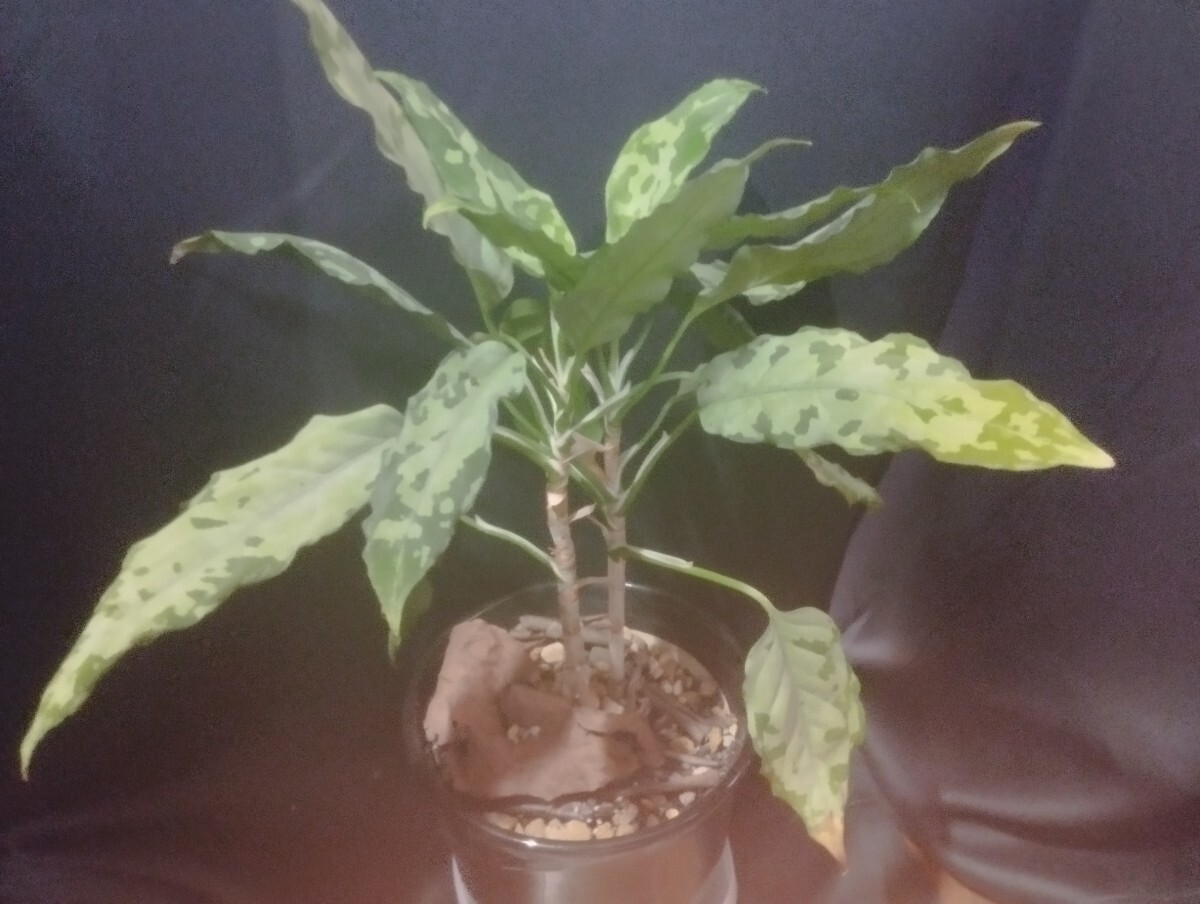 1円スタート 正規タグ付き アグラオネマピクタム LA便【LA0121-01z-b】 Aglaonema pictumの画像3