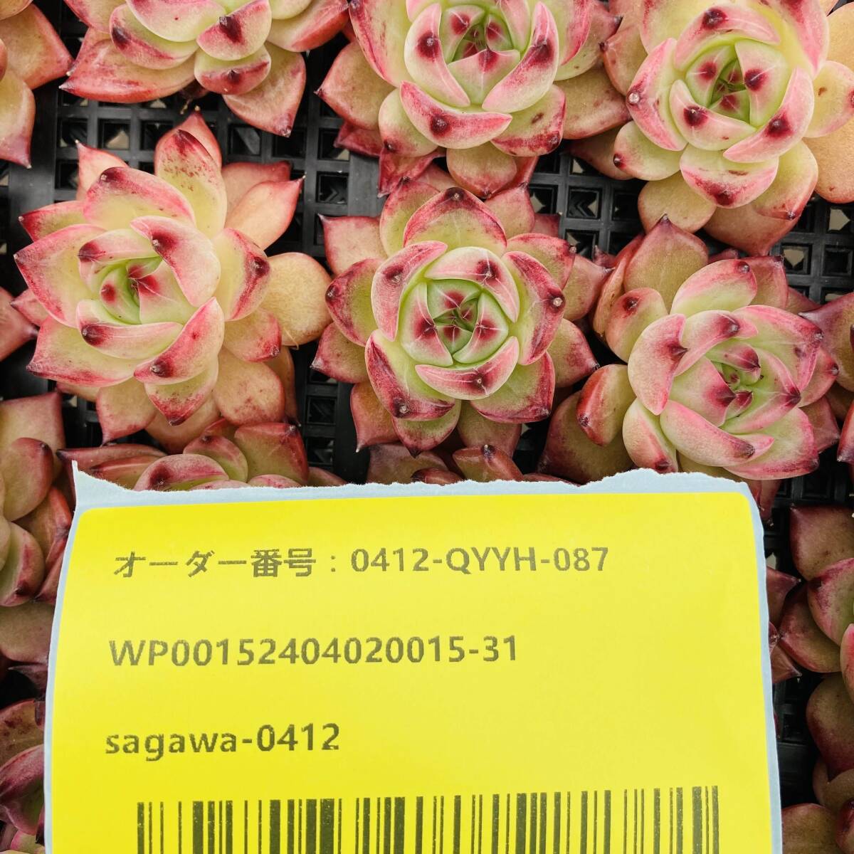 多肉植物25個 0412-QYYH-087 カイサ エケベリア　カット 寄植え-　千葉MS基地 _画像3