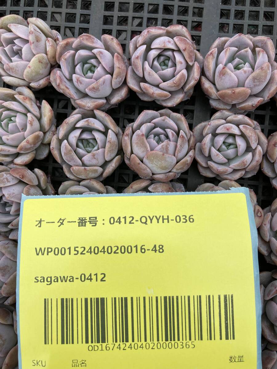 多肉植物25個 0412-QYYH-036 アメイジンググレイス エケベリア　カット 寄植え-　千葉MS基地 _画像3