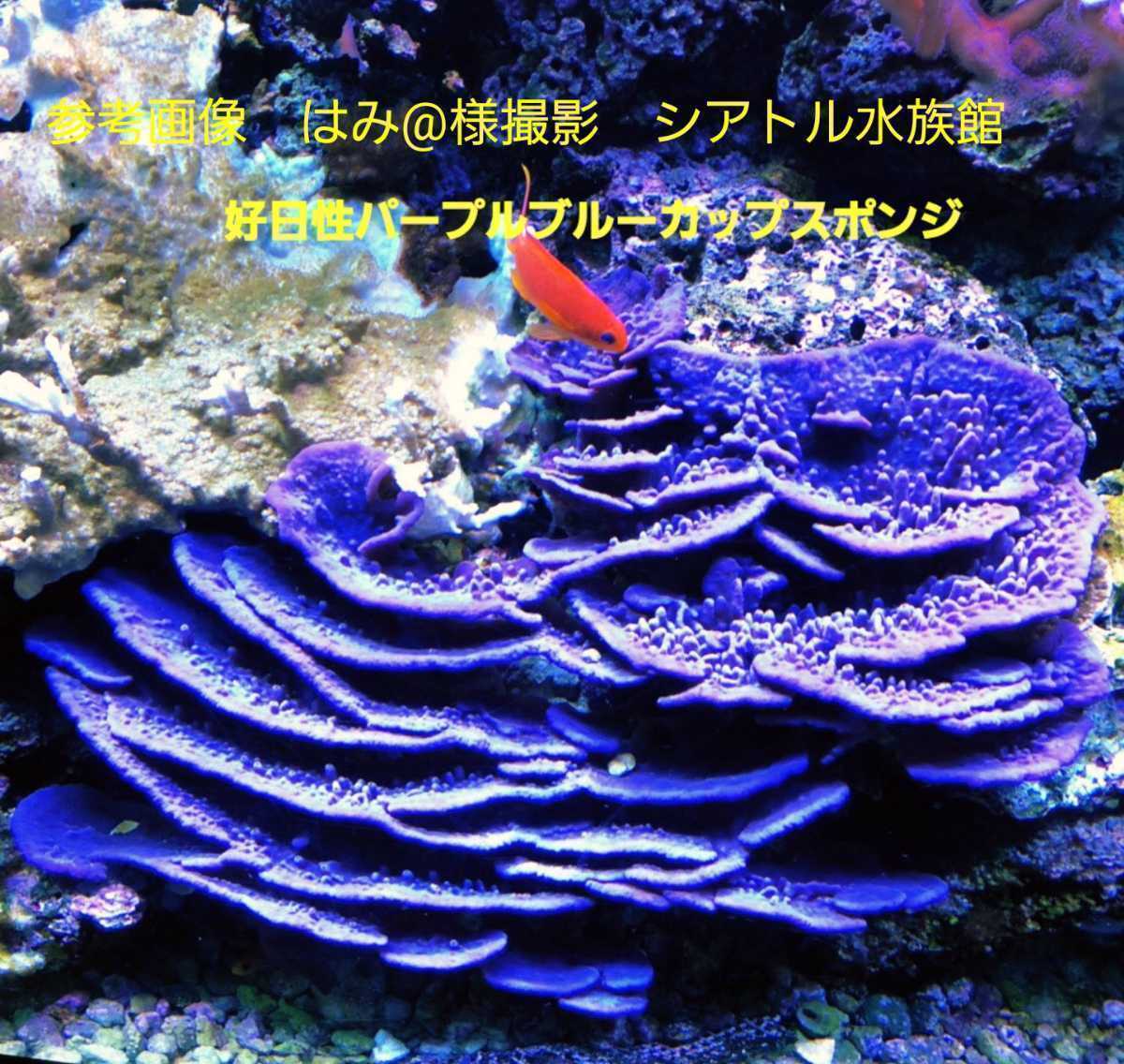 [ Purple Blue Plating Photosynthetic Sponge ] 好日性パープルブルー カップ スポンジ(海綿類) _画像4