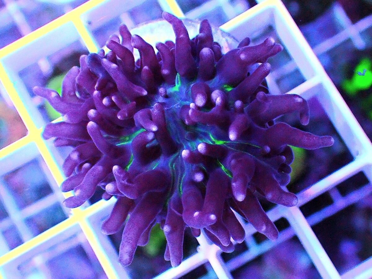 [ Purple & Green Hairy Mushroom (Rhodactis sp.) ] ヘアリーディスクコーラルの画像2