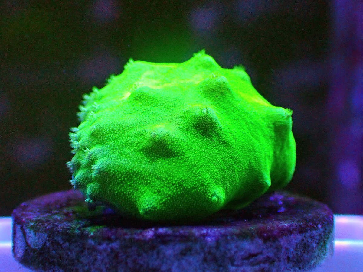 [ Neon Green Cabbage Leather Coral ] キャベツレザーコーラル_画像2