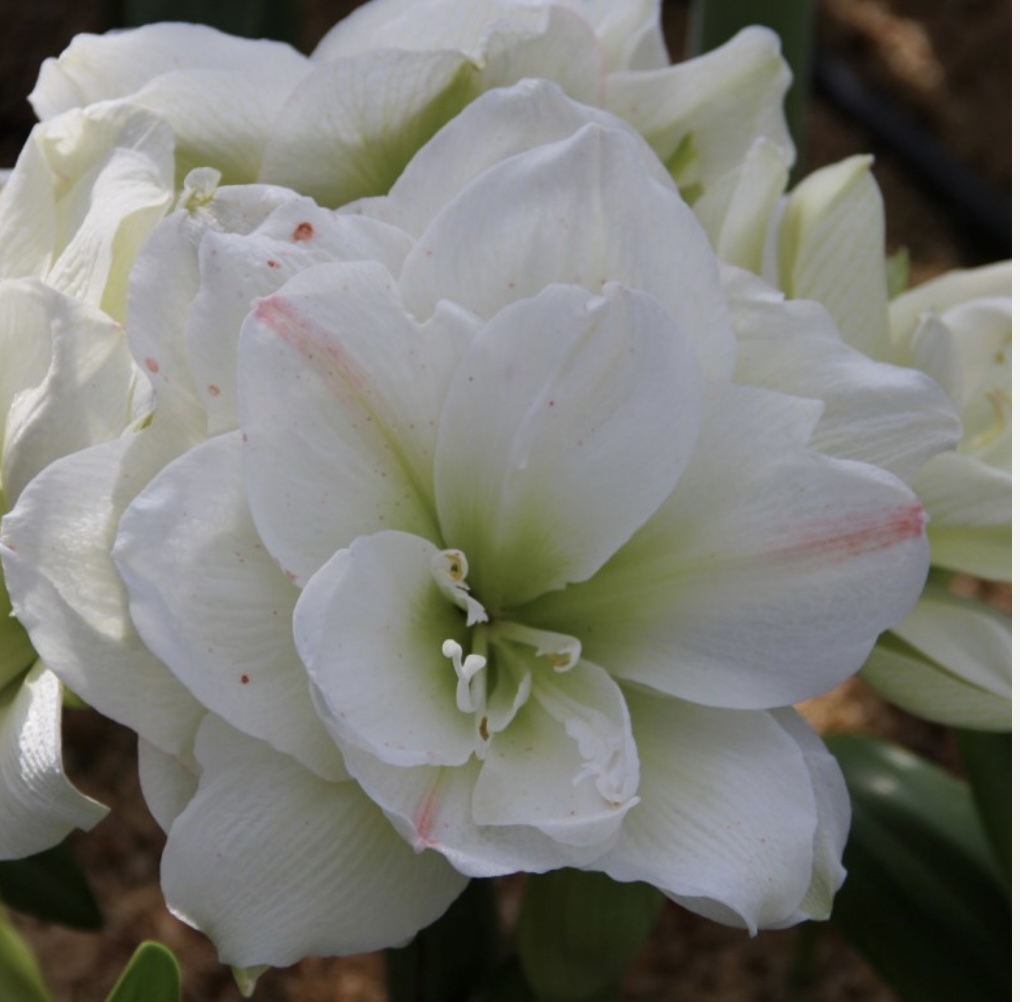 アマリリス 大輪白花八重咲き品種1球 フィロデンドロン ハオルチア モンステラ コーデックス シュスラン エビネ シュンランの画像1