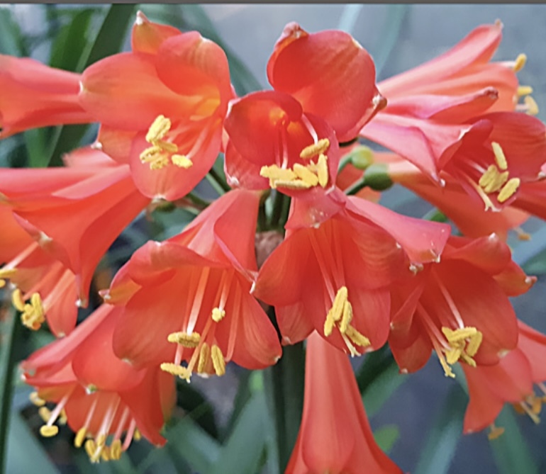 クンシラン Day Tripper 実生苗 3号サイズ 赤いベル咲きのお花が咲く銘品 フィロデンドロン モンステラ コーデックスの画像1