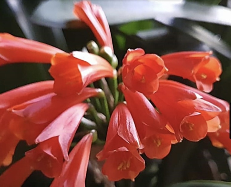 クンシラン Day Tripper 実生苗 3号サイズ 赤いベル咲きのお花が咲く銘品 フィロデンドロン モンステラ コーデックスの画像2