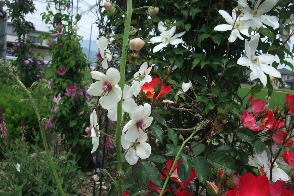 ★即決★　シロバナモウズイカ（白花毛蕊花）★　種50粒　自家採取　同梱ＯＫ　種なら何点でも送料73円_画像2