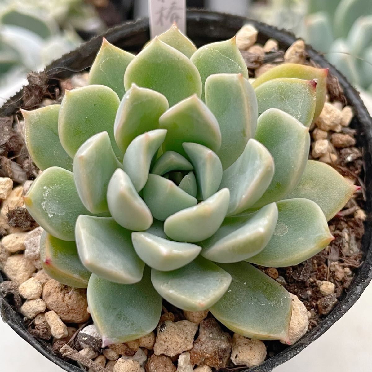 多肉植物　交配実生苗　ピンクプリティ×霜椿