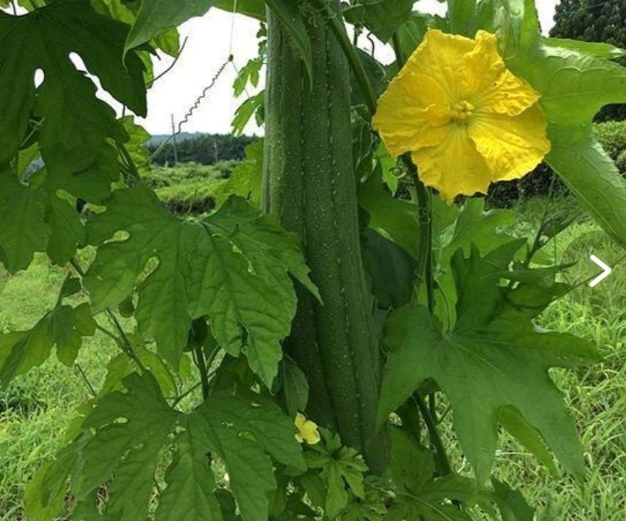 太ヘチマ　3株