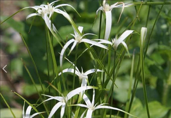 斑入り シラサギカヤツリ　白鷺蚊帳吊草　水生植物　無農薬　ビオトープ　メダカと一緒に生育中　_画像5