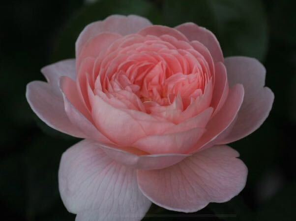  роза рассада /k.-n*ob* Швеция Queen of Sweden крыло lishu rose 