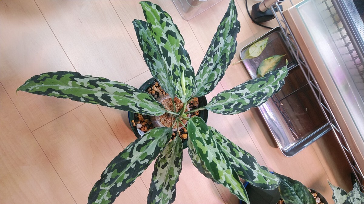 TB便ネームド株 プレリュード GW1908 Aglaonema pictum 増殖株の増殖 ★アグラオネマ ピクタム★の画像5