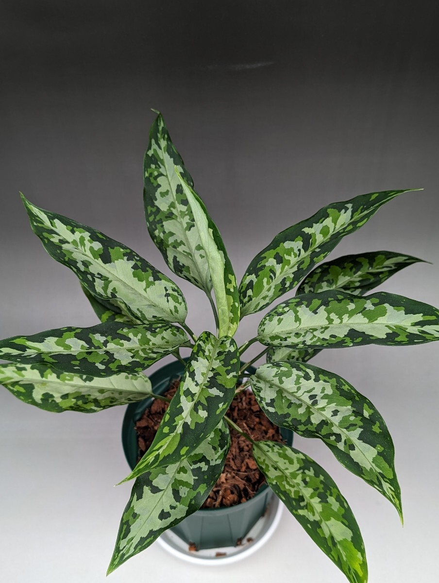 TZ便 Aglaonema pictum b-2産地 細葉マルチカラー 正規株増殖★アグラオネマ ピクタム★の画像5