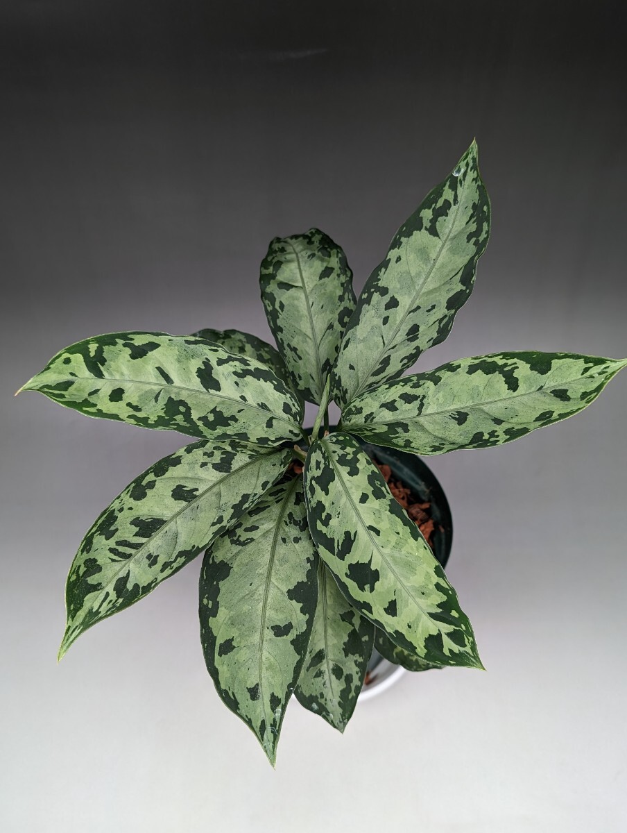 TB便ネームド株 ドルフィンブルー GW1707 増殖株の増殖株 ★アグラオネマ ピクタム Aglaonema pictum ★の画像5