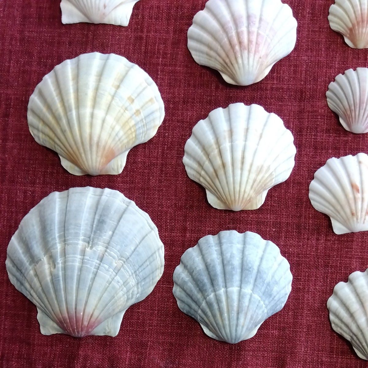 貝殻　日本海からの贈り物　イタヤガイ　大きさ各種　計26個セット